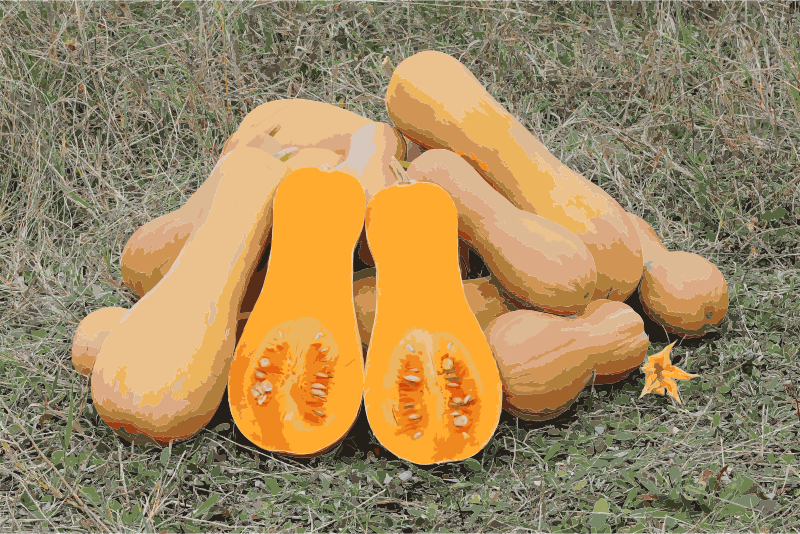 Cucurbita moschata Butternut 2012 G2