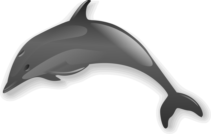 Dolphin