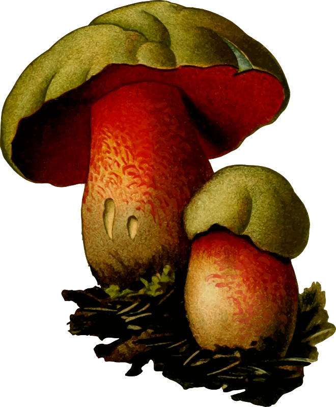 Wolf bolete