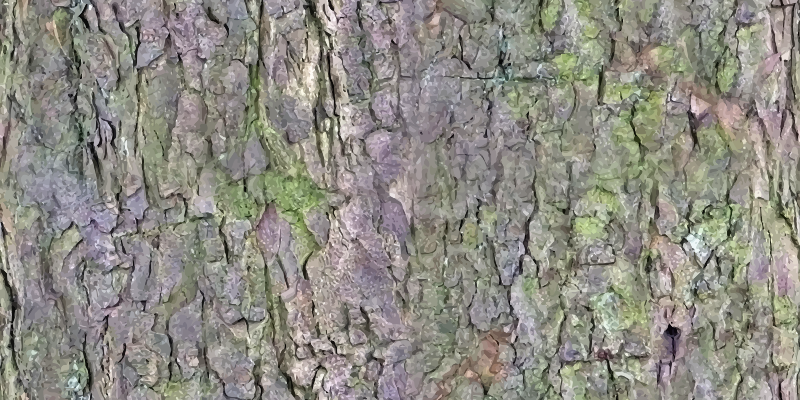 Rough bark