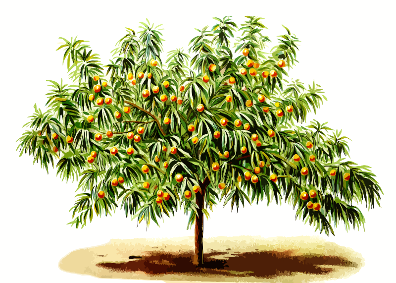 Peach tree