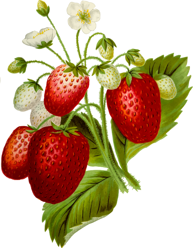 Strawberries 2