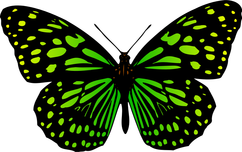 Butterfly 17 (colour 2)