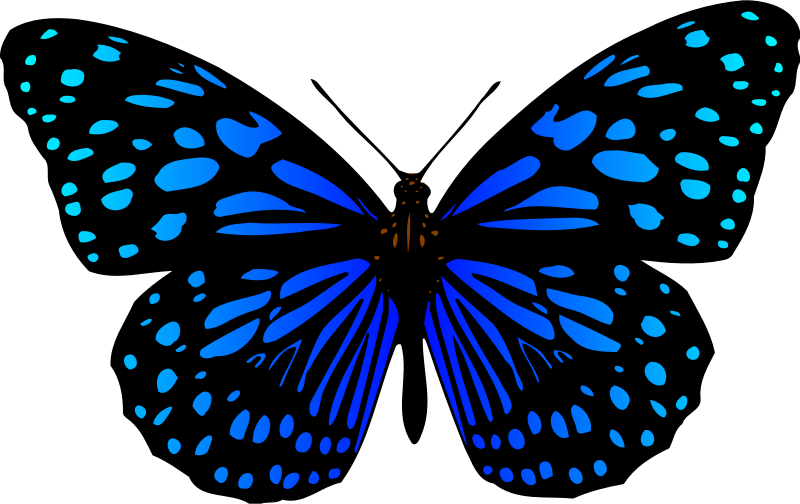 Butterfly 17 (colour 3)