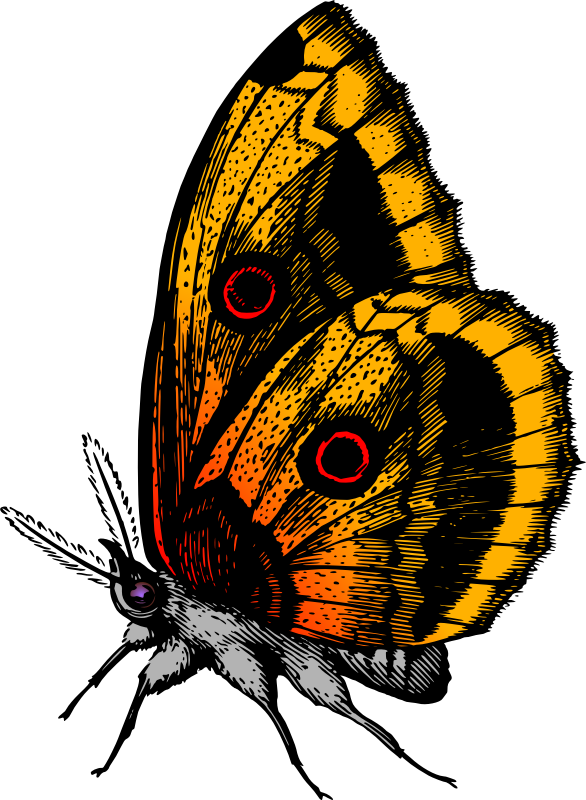 Butterfly 18 (colour)