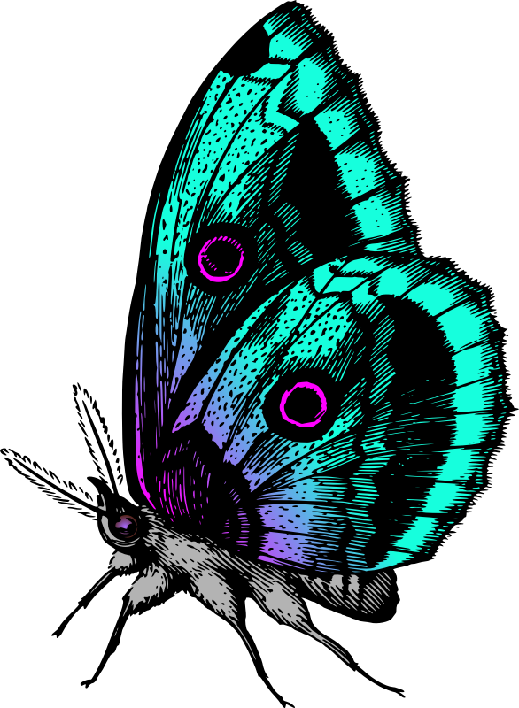 Butterfly 18 (colour 2)