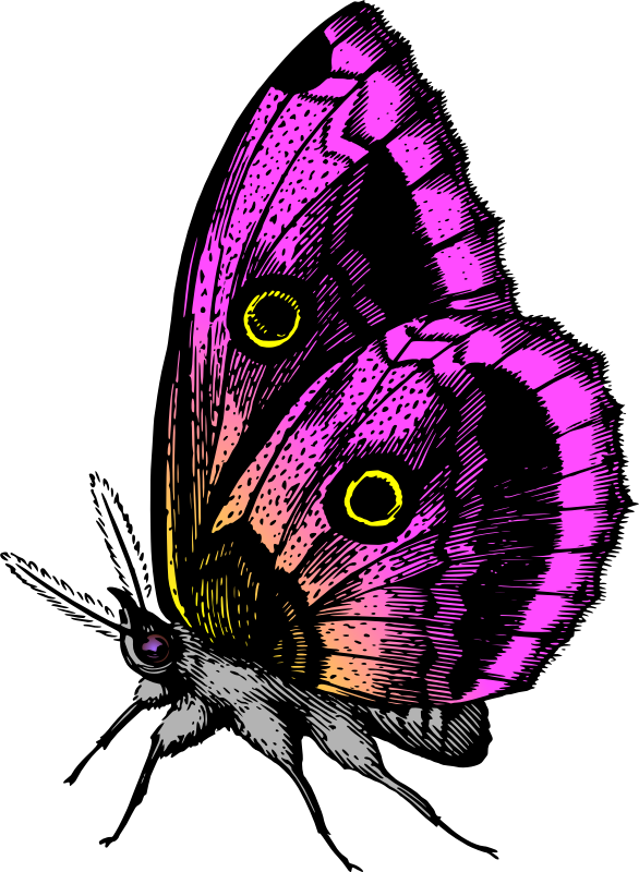 Butterfly 18 (colour3)