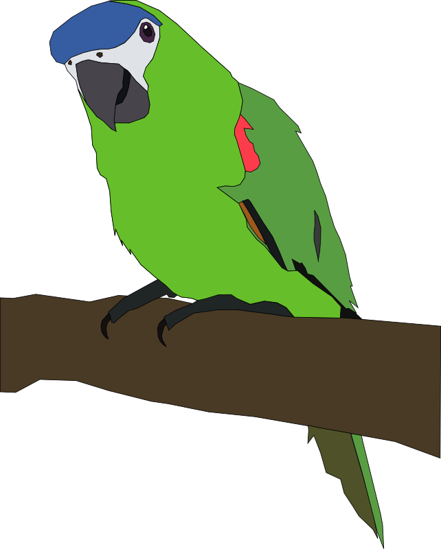 parrot