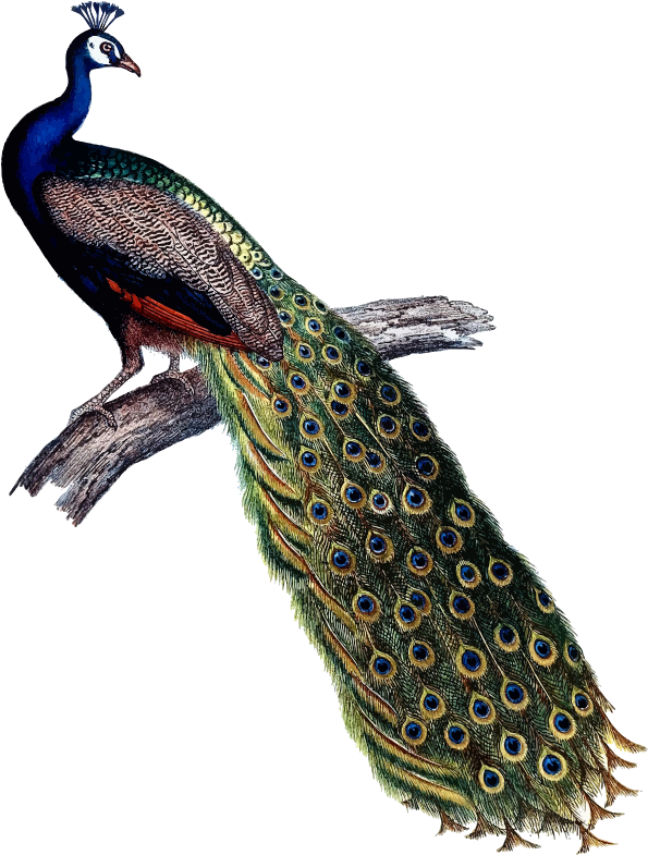 Indian peacock