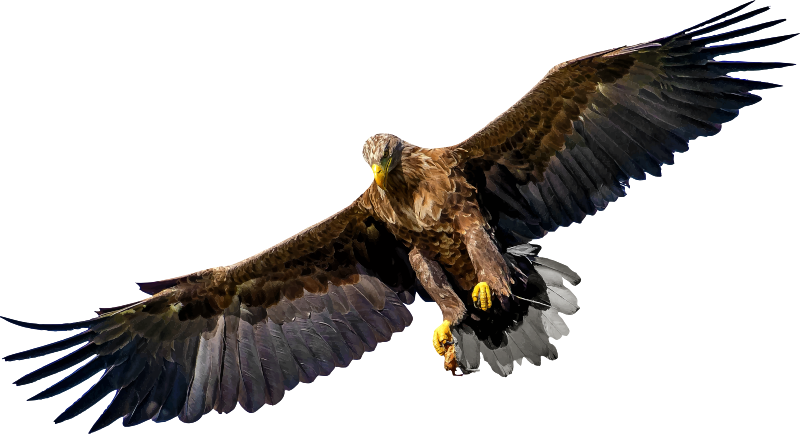 Eagle 8 - Openclipart