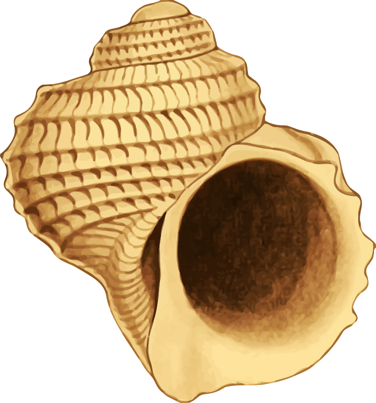 Sea shell 37