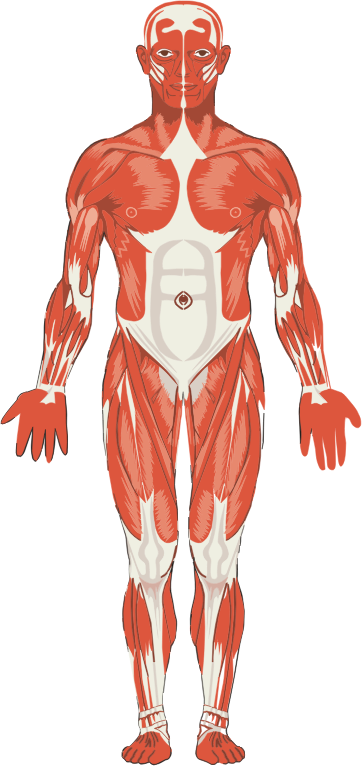 Male Musculature