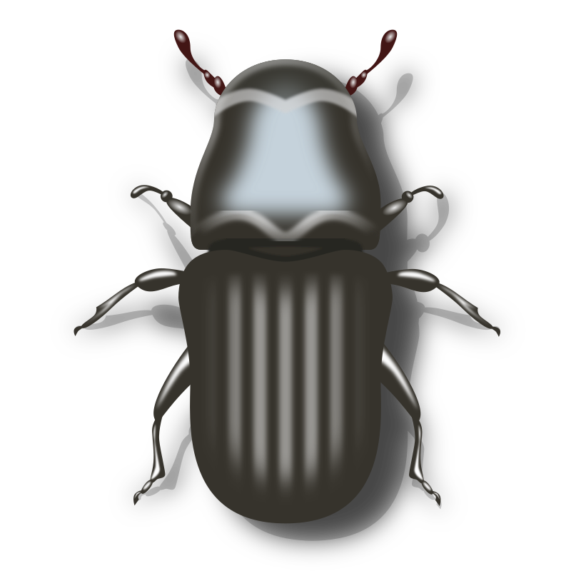 Pine Beetle