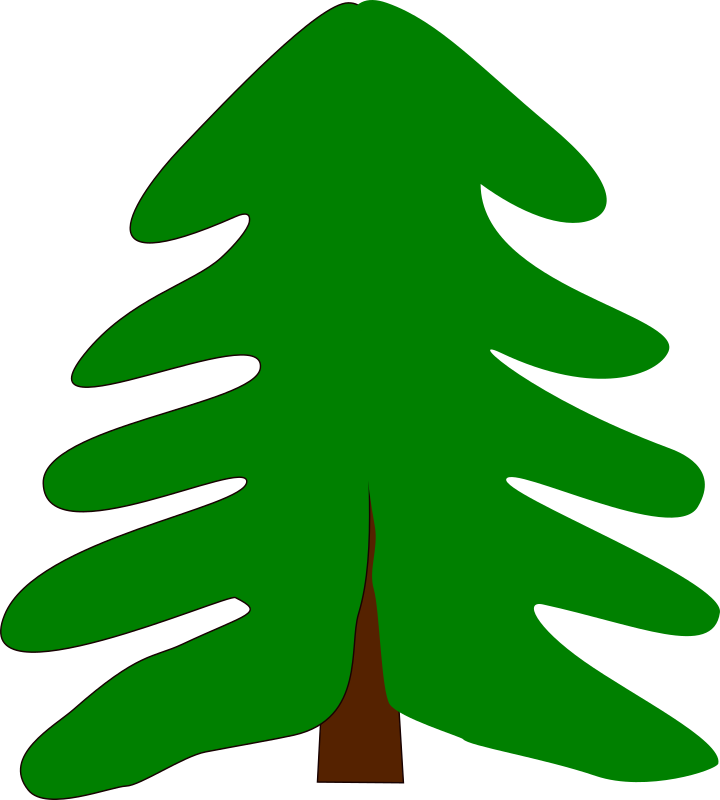 spruce