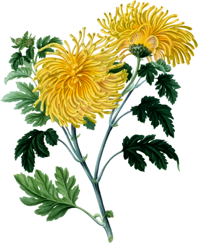 Chrysanthemum Flower Art