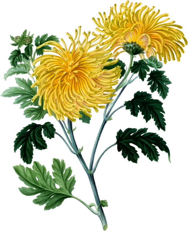 Chrysanthemum 2