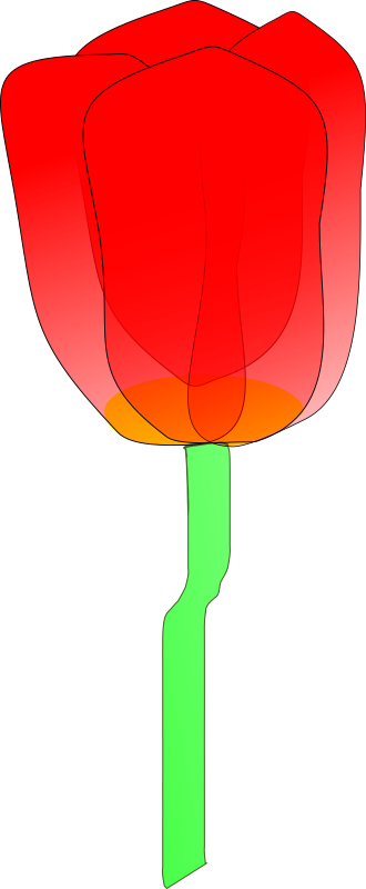 tulip