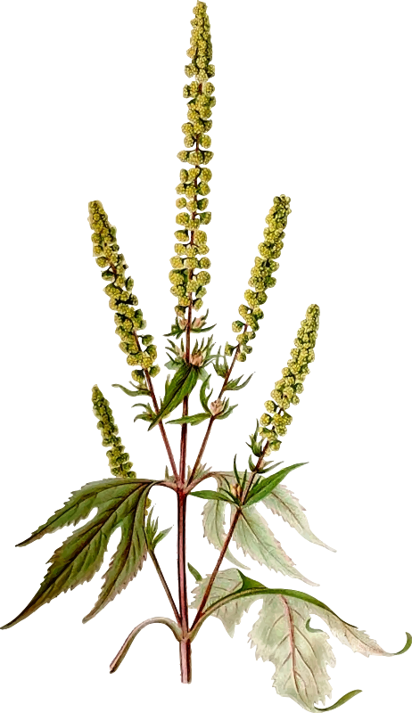 Giant ragweed