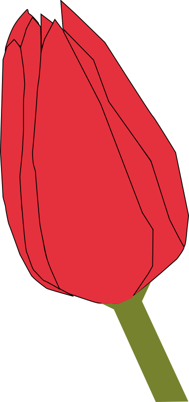 tulip2