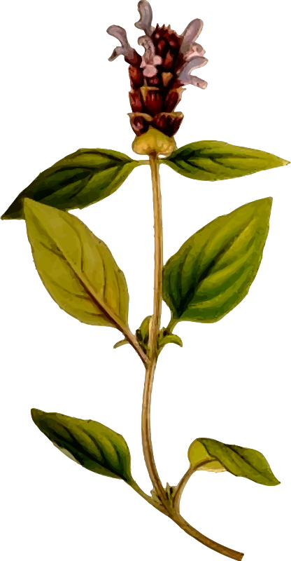 Prunella vulgaris