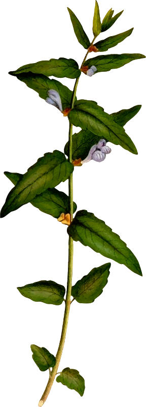 Common skullcap