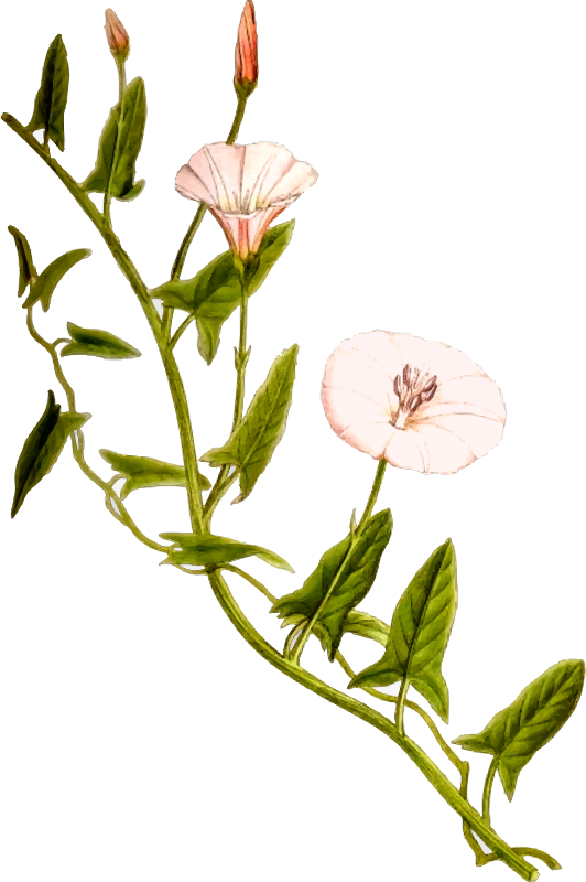 Field bindweed Openclipart