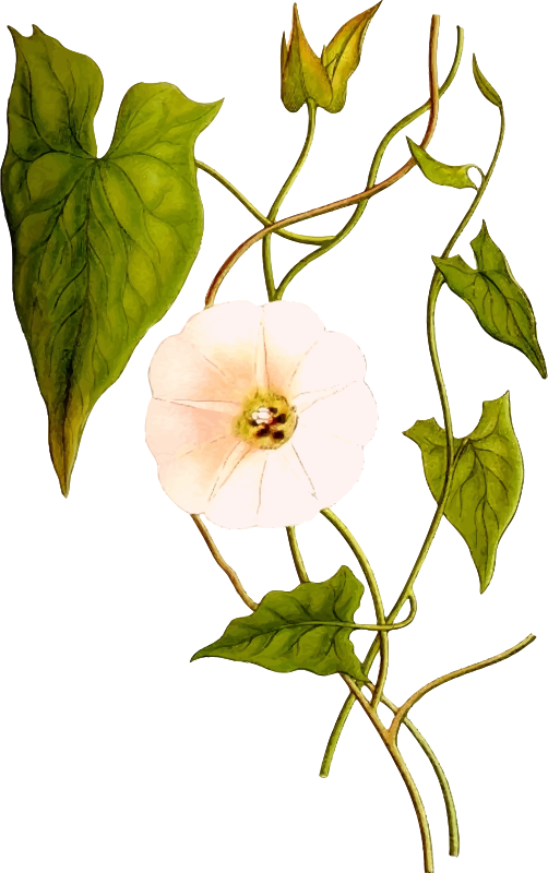 Convolvulus sepium