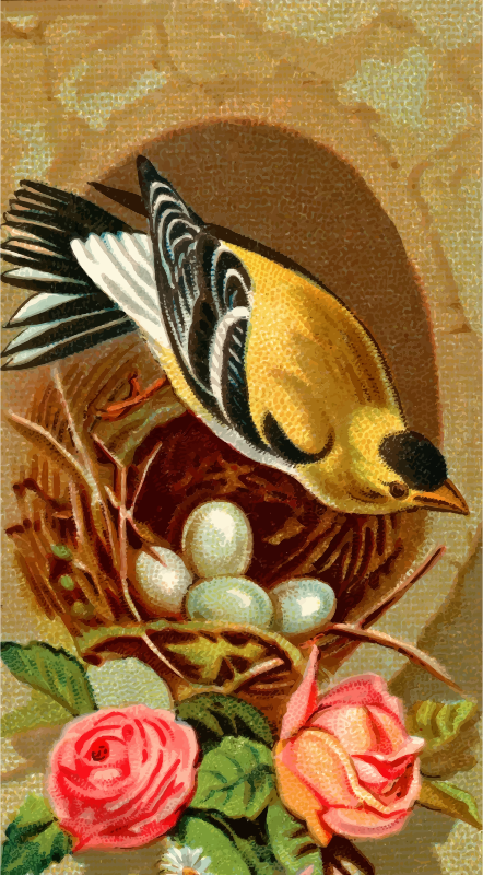 Cigarette card - Goldfinch