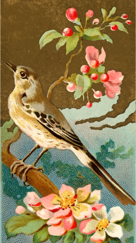 Cigarette card - Mocking Bird