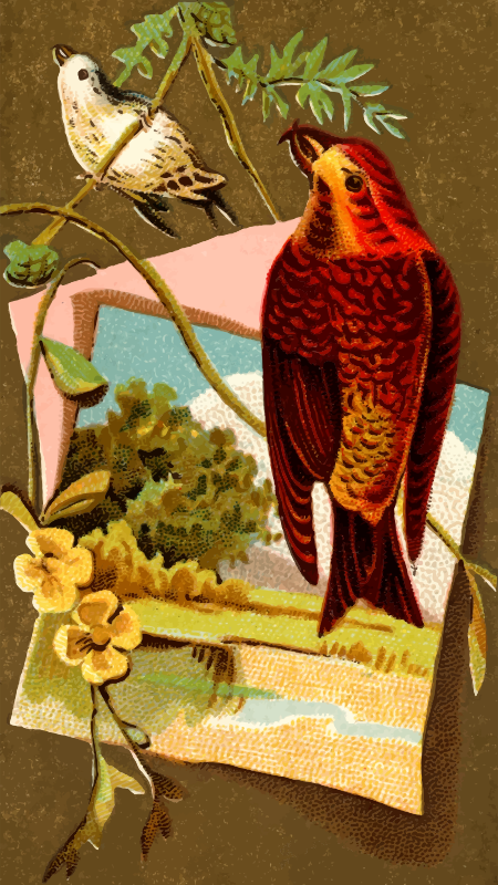 Cigarette card - Crossbill