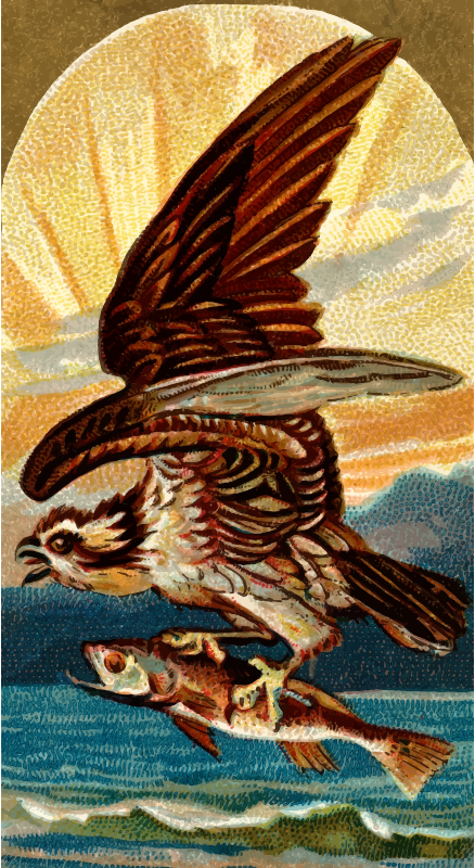 Cigarette card - Kestrel