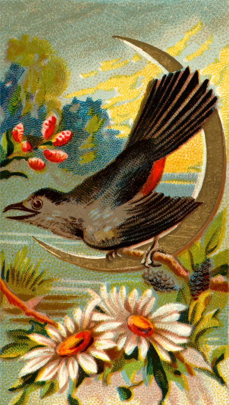 Cigarette card - Catbird