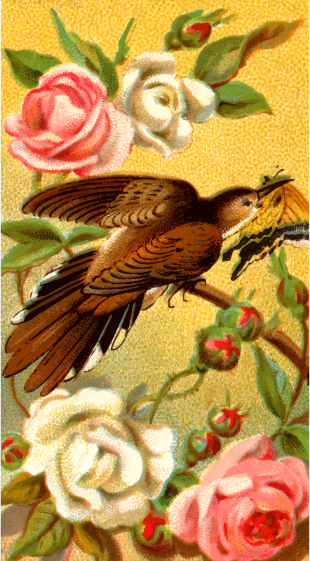 Cigarette card - Cuckoo