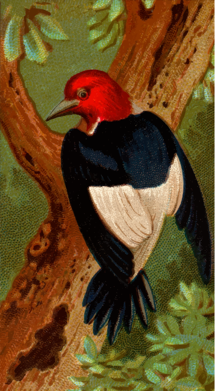 Cigarette card - Woodpecker