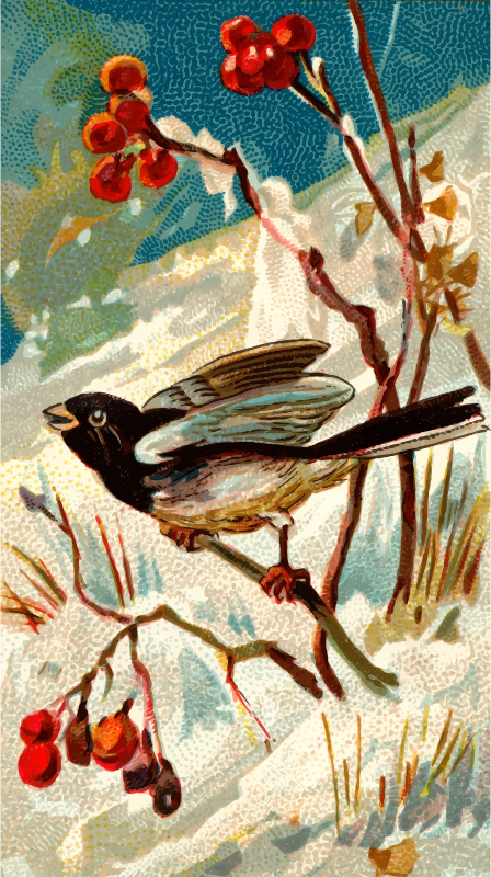 Cigarette card - Snow bird