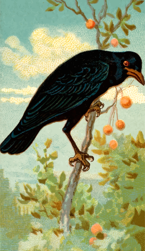 Cigarette card - Crow