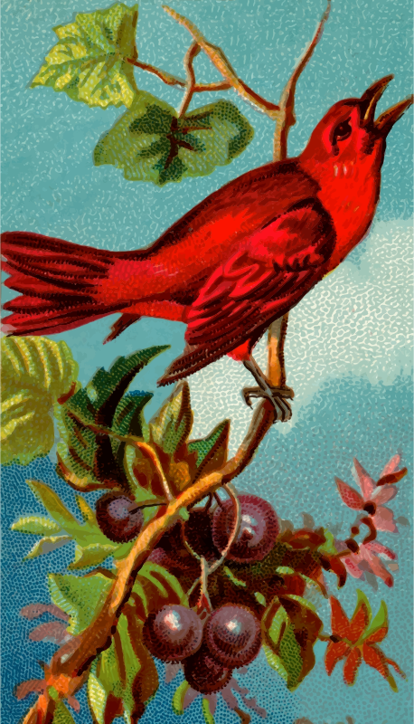 Cigarette card - Redbird