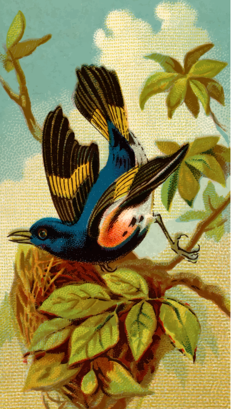 Cigarette card - Redstart