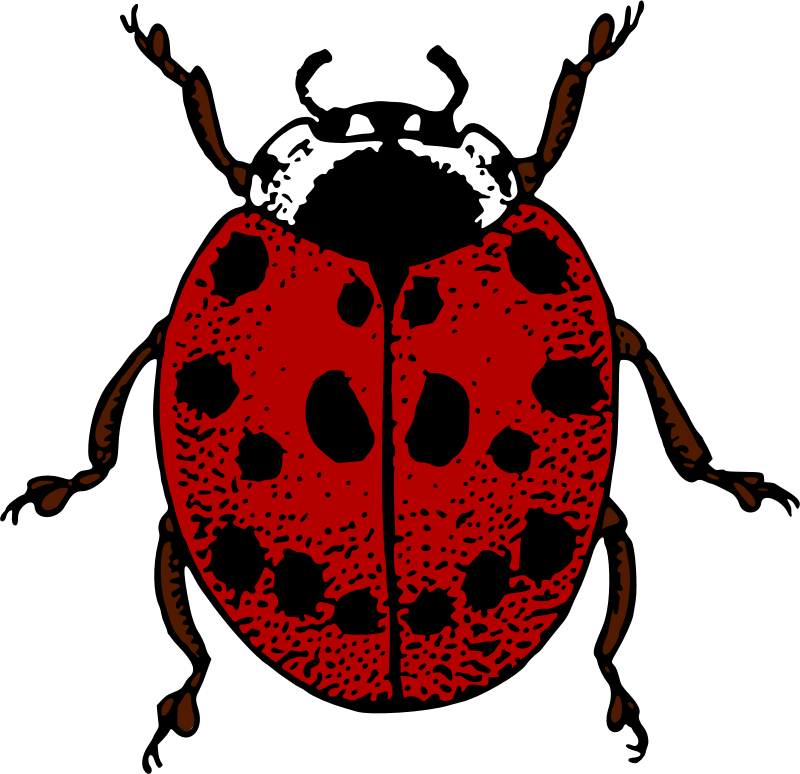 Ladybird (colour)