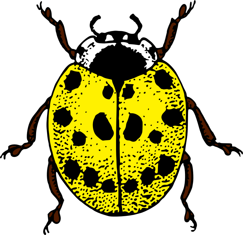 Ladybird (colour 2)