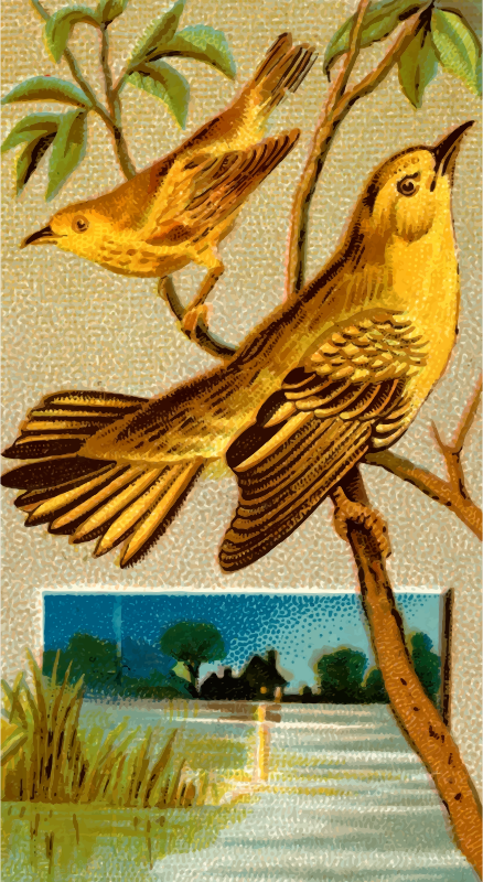 Cigarette card - Wood warbler