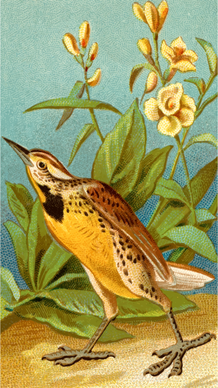 Cigarette card - Meadow lark