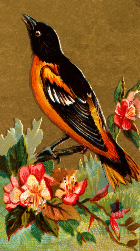 Cigarete card - Baltimore Oriole