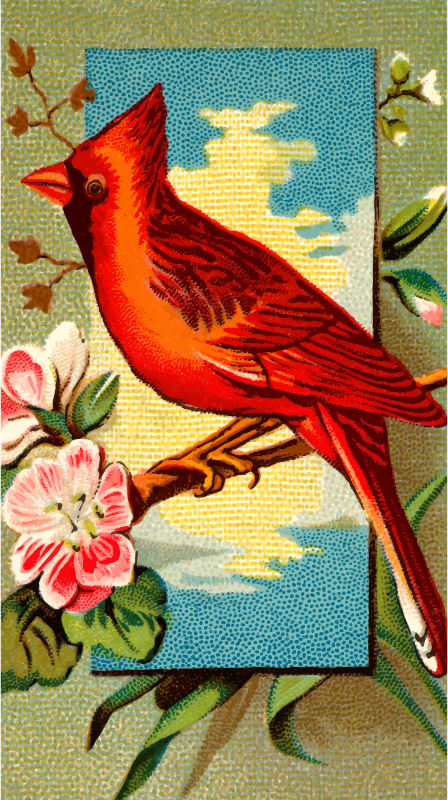 Cigarette card - Cardinal Grosbeak