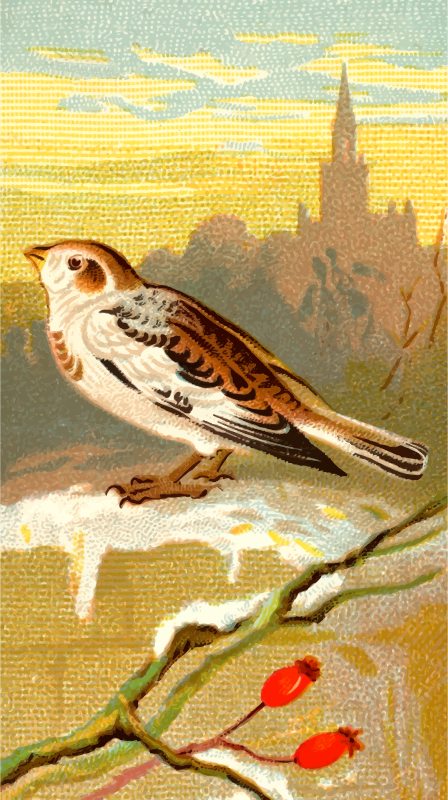 Cigarette card - Snow Bunting