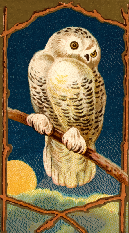 Cigarette card - Snowy Owl