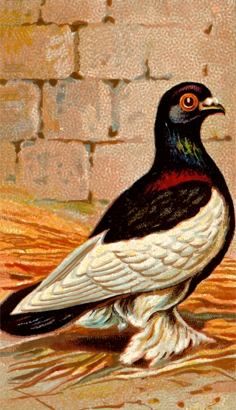 Cigarette card - Tumbler Pigeon