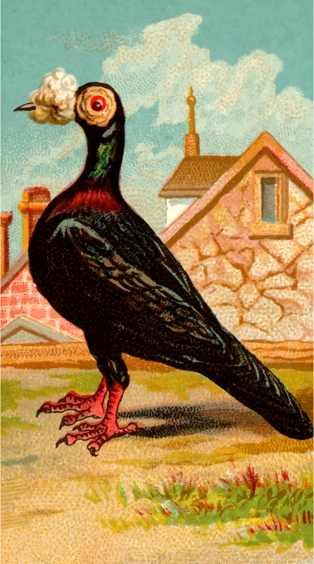 Cigarette card - Carrier Pigeon