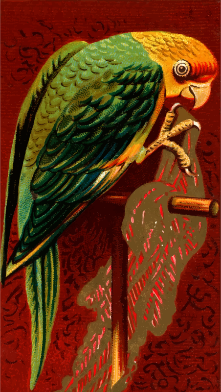 Cigarette card - Carolina Parrot