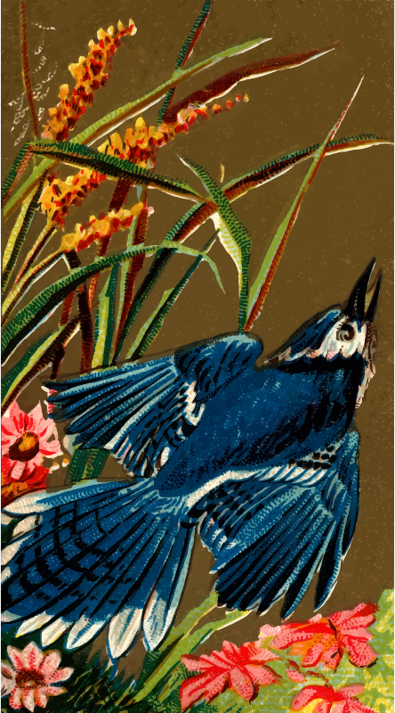 Cigarette card - Blue Jay